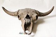 Фрагмент черепа бизона (Bison priscus). Найден: Кемеровская область, Крапивинский район, с. Долгополово, 1951.