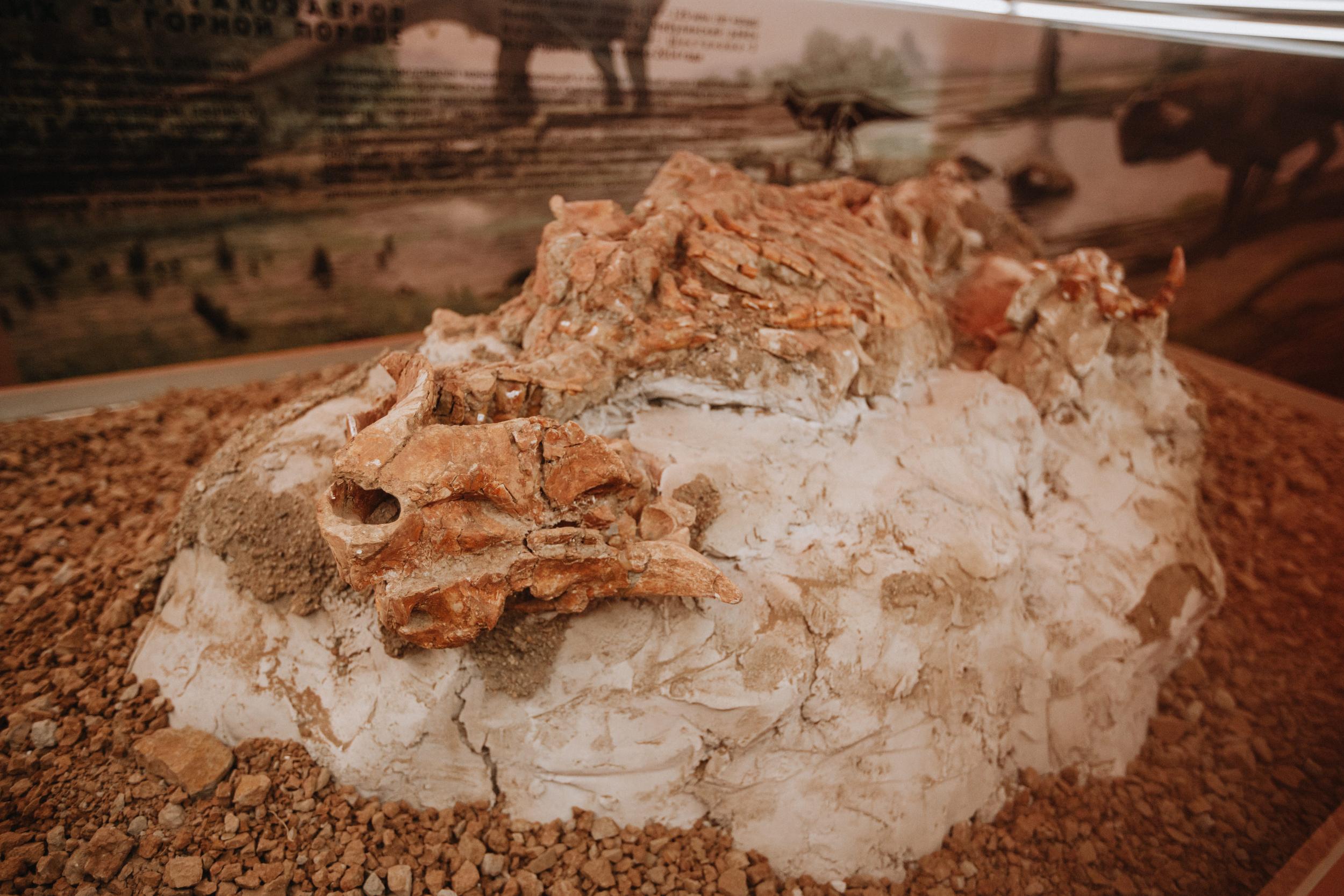 Интерактивный тренинг «Работа палеонтологов»